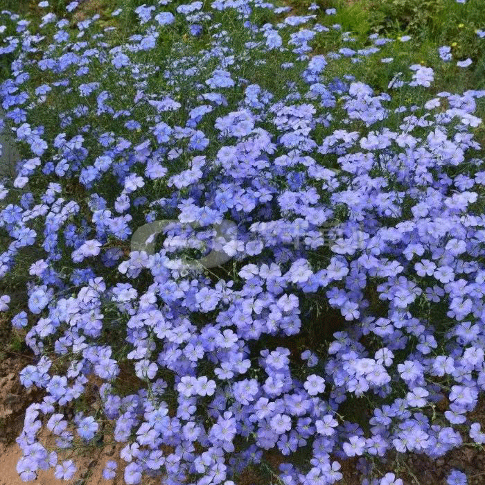 藍亞麻