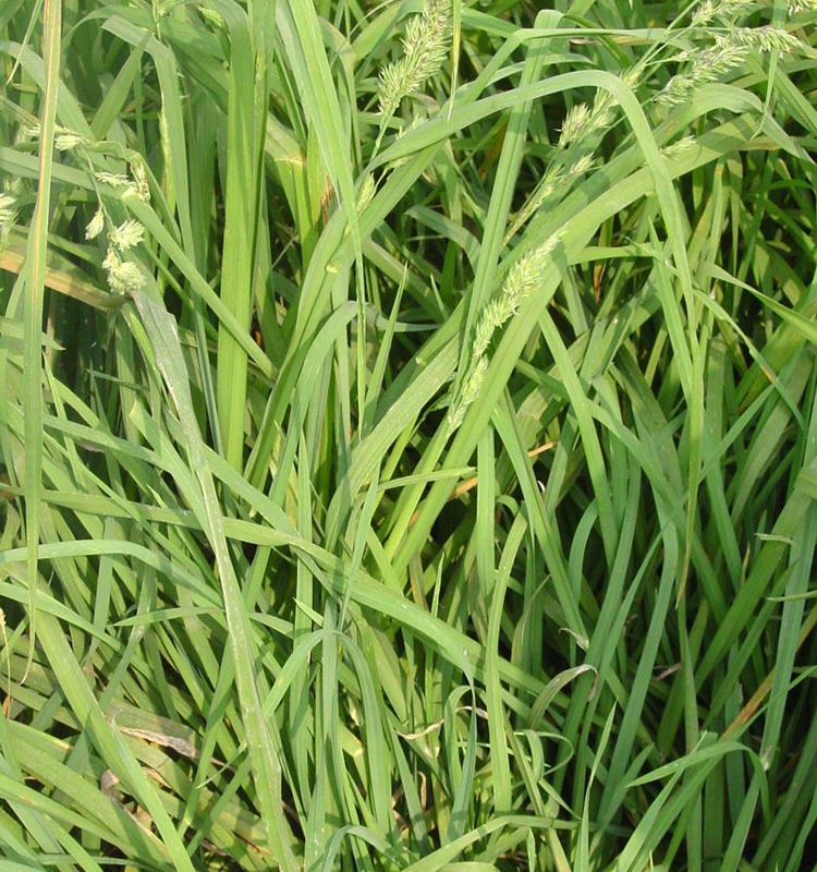 “啟能”鴨茅——耐熱、耐旱多年生牧草